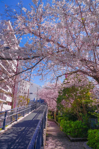 Sakura Rooftops Full Bloom Light Hemp Garment River — Stock Photo, Image