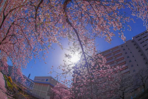 Sakura Dachy Pełnego Rozkwitu Lekkiej Konopi Odzieży Rzeka — Zdjęcie stockowe