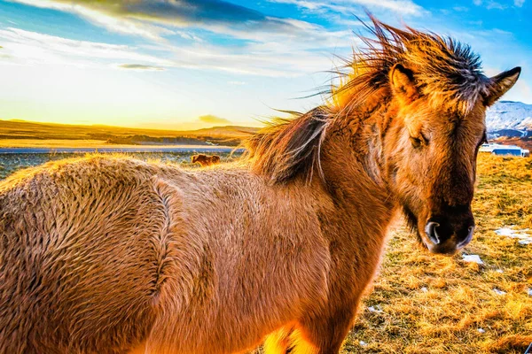 Islandia Manguera Pie Los Pastizales Del Amanecer — Foto de Stock