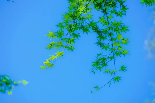 Frisch Grüner Und Blauer Himmel — Stockfoto