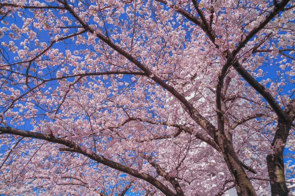 Sakura Los Tejados Plena Floración Luz Prenda Cáñamo Río — Foto de Stock