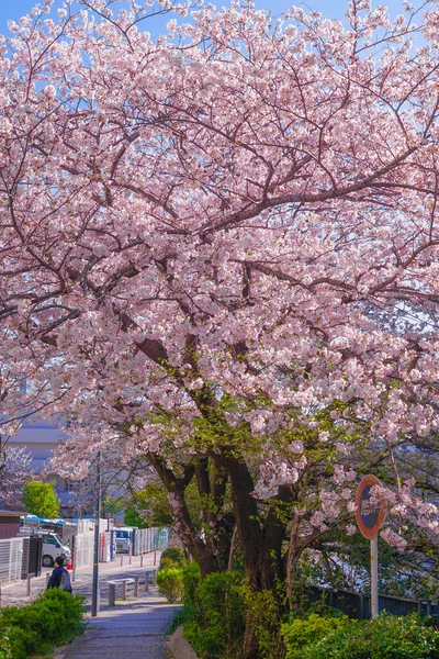 Sakura Střechy Plného Květu Lehkého Konopného Oděvu Řeka — Stock fotografie