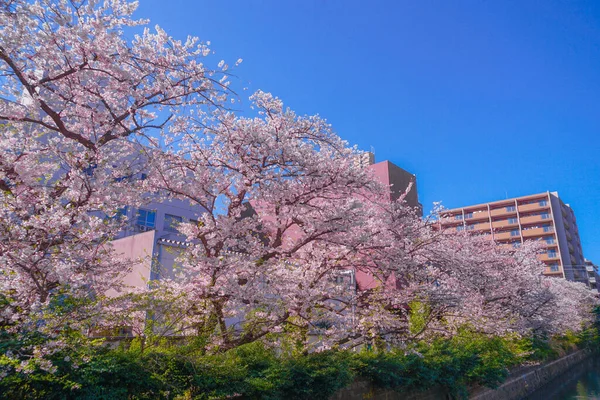 桜と光の麻衣川の満開の屋根 — ストック写真