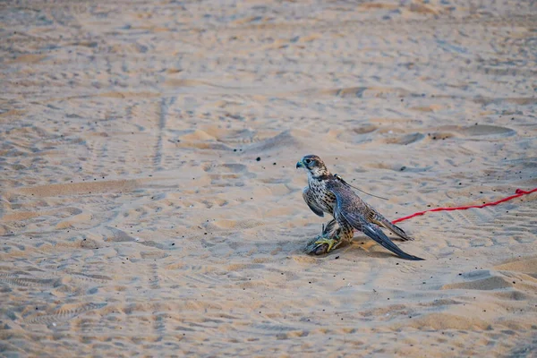 Hawk Van Afbeelding Van Arabische Woestijn — Stockfoto