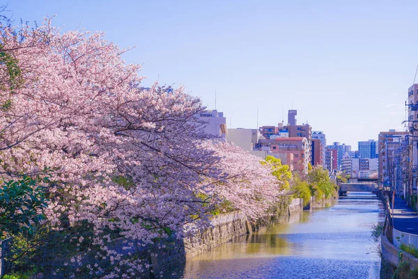Sakura Les Toits Pleine Floraison Vêtement Chanvre Léger River — Photo