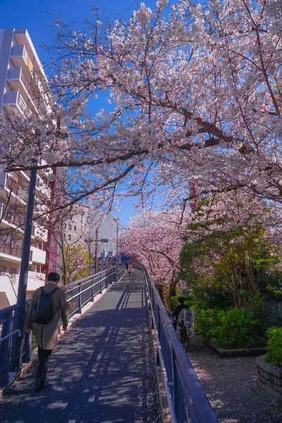 Sakura Und Die Dächer Voller Blühender Heller Hanfkleider River — Stockfoto