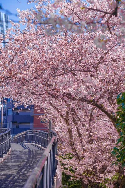 Sakura Tetti Piena Fioritura Luce Canapa Indumento Fiume — Foto Stock