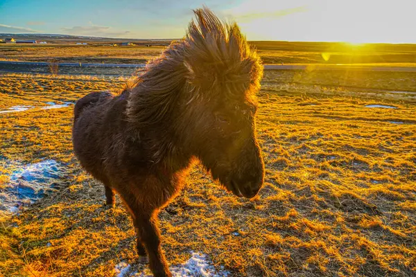 Zlanda Hortumu Güneşin Doğduğu Otlakta Duruyor — Stok fotoğraf