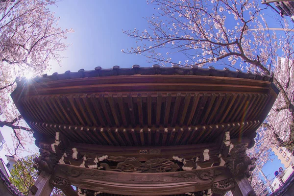 Yokohama Hiroshifukutera Cereja Tempo Perfeito — Fotografia de Stock