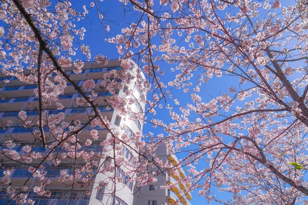 Sakura Und Die Dächer Voller Blühender Heller Hanfkleider River — Stockfoto