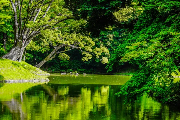 Koishikawa Korakuen Čerstvé Zelené — Stock fotografie