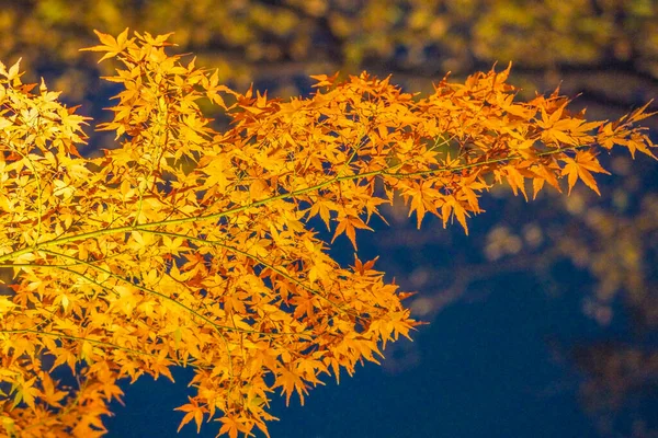 Otoño Deja Imagen Jardín Japonés — Foto de Stock