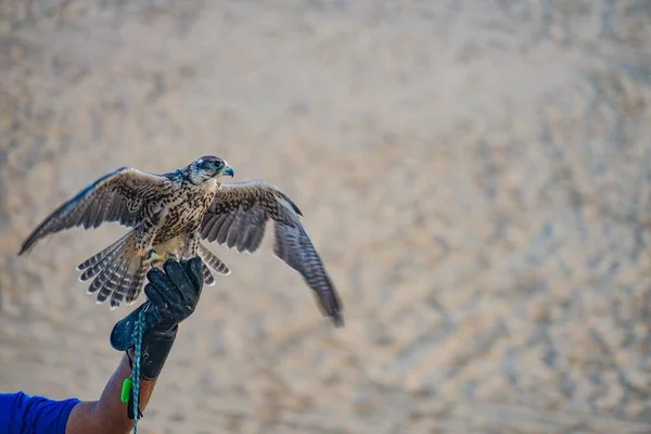 Hawk Bilden Den Arabiska Öknen — Stockfoto