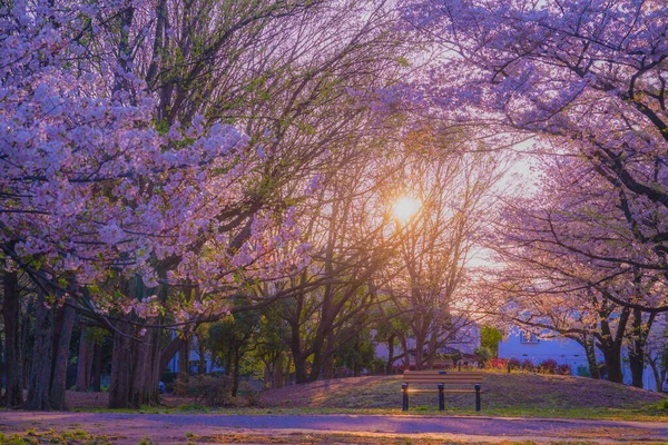 Zempukuji Parkland Cherry Evening — стоковое фото