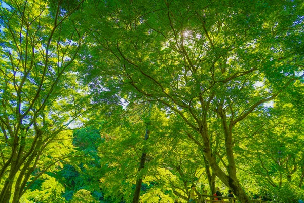 Frisch Grüner Und Blauer Himmel — Stockfoto