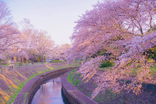 桜と夜の善福寺公園 — ストック写真