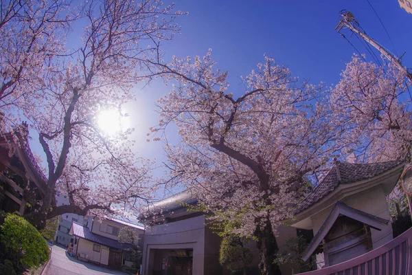 Kiraz Güzel Havadan Oluşan Yokohama Hiroshifukutera — Stok fotoğraf