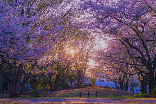 Zempukuji Parkland Cherry Evening — 图库照片