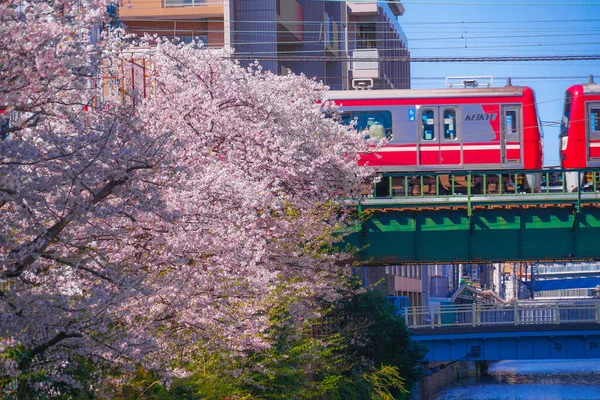 Ciliegio Piena Fioritura Indumento Leggero Canapa Fiume Keihin Electric Express — Foto Stock