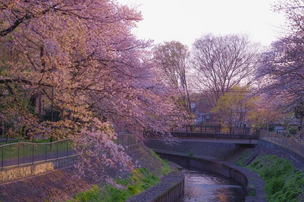 Zempukuji Parkland Cherry Evening — Stock Photo, Image