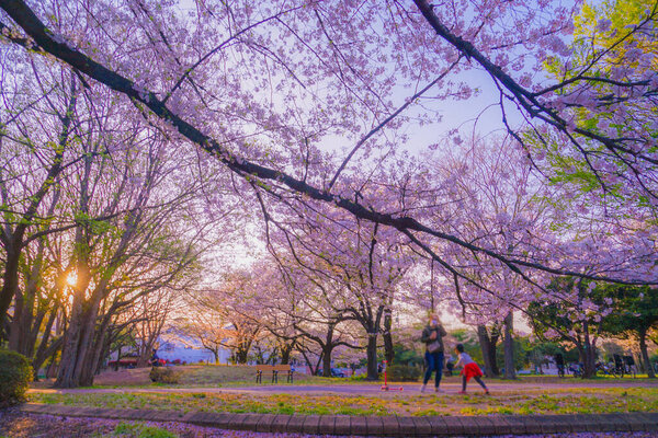 Zempukuji parkland of cherry and evening
