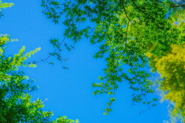 Зеленое Голубое Небо — стоковое фото