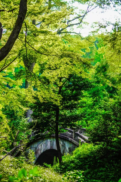 Koishikawa Korakuen Del Verde Fresco — Foto de Stock