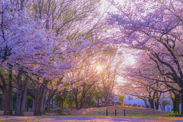 桜と夜の善福寺公園 — ストック写真