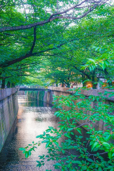 Verde Fresco Del Río Meguro Tokio —  Fotos de Stock