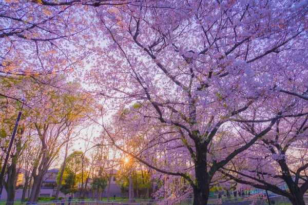 桜と夜の善福寺公園 — ストック写真