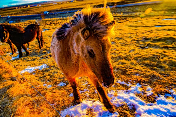 日の出の草原に立つアイスランドのホース — ストック写真