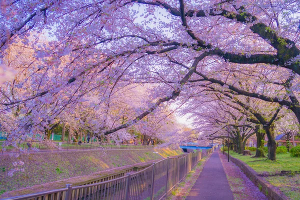 Zempukuji Parkland Cherry Evening — Stock Photo, Image