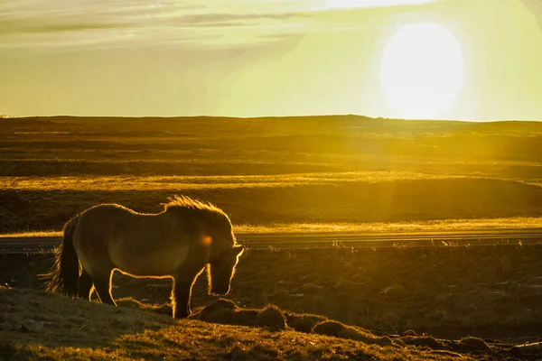 Zlanda Hortumu Güneşin Doğduğu Otlakta Duruyor — Stok fotoğraf