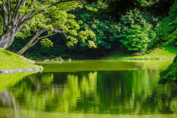Koishikawa Korakuen Čerstvé Zelené — Stock fotografie