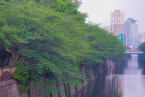 Färska Gröna Och Gatorna Meguro Floden — Stockfoto