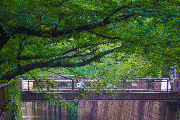 Verde Fresco Del Río Meguro Tokio —  Fotos de Stock