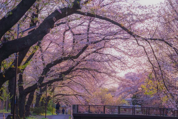 Zempukuji Parkland Třešní Večera — Stock fotografie