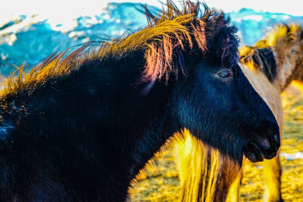 Islande Tuyau Debout Dans Les Prairies Lever Soleil — Photo