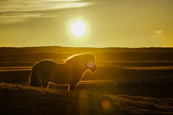 Wąż Islandzki Stojący Łąkach Wschodzie Słońca — Zdjęcie stockowe