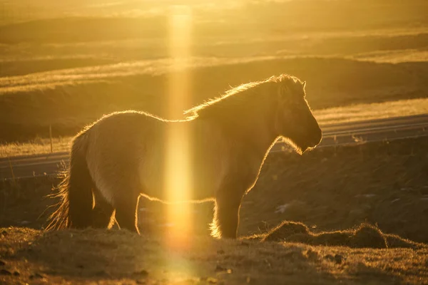 Ісландський Шланг Стоїть Степах Сходу Сонця — стокове фото