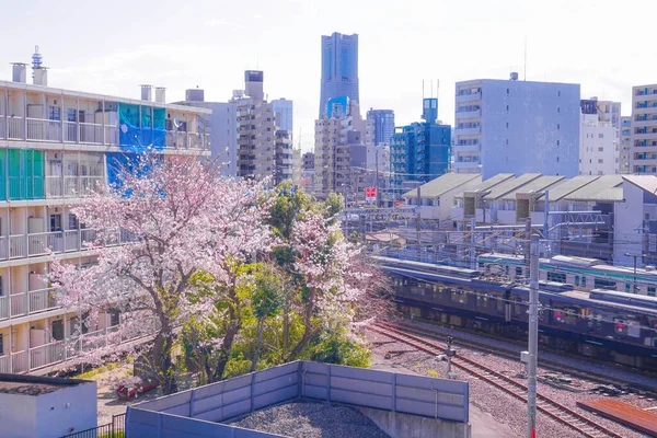 Sakura Açık Renkli Kenevir Nehrinin Çatıları — Stok fotoğraf