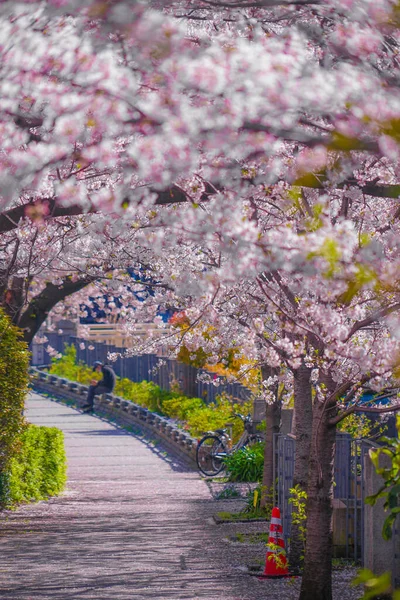 Sakura Und Die Dächer Voller Blühender Heller Hanfkleider River — Stockfoto