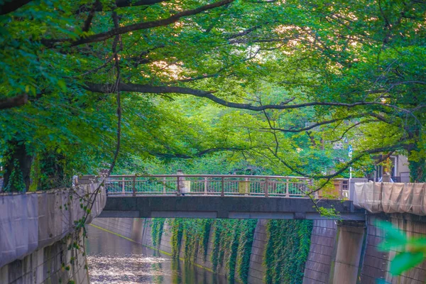 Verde Fresco Del Río Meguro Tokio — Foto de Stock