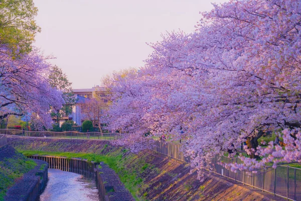 Zempukuji Parkland Cherry Evening — Stock Photo, Image