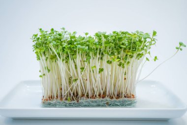 Taze brokoli filizi resmi