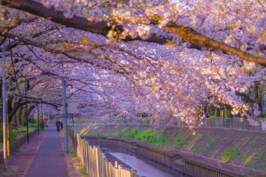 Kirazlı ve akşamlı Zempukuji parkı