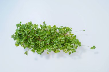 Taze brokoli filizi resmi