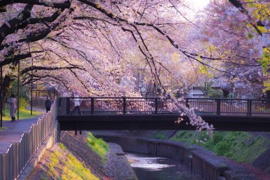 Kirazlı ve akşamlı Zempukuji parkı