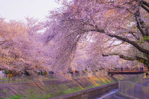 Zempukuji Parkland Cherry Evening — Stock Photo, Image