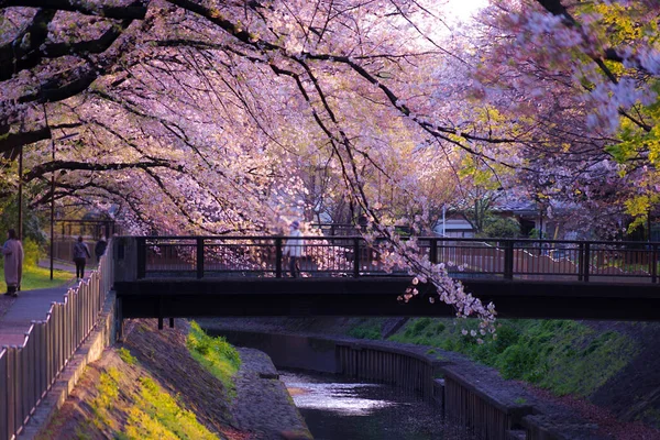 桜と夜の善福寺公園 — ストック写真